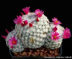In fact, every kind of cactus that exists is the flower colors are red, magenta, and pink. Mammillaria Humboldtii