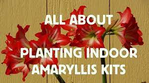 Video Thumbnail Amaryllis Bulb Flowers Amaryllis Flowers