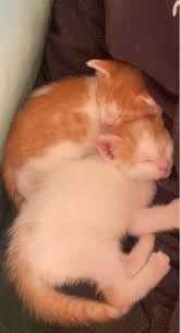 Thanks to cat sitters near and far away, they can stay there all year round. Pet Sitter In Abu Dhabi Uae New Al Falah Cat Kitten Sitter Petbacker Abu Dhabi