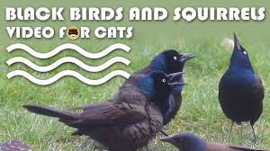 Birds For Cats To Watch Video For Cats To Watch Black Birds And Squirrels More Videos For Cats Www Tvbini Com Cattv Tvforcats Tvbini Cat Entertainment Cat Gif Squirrel Video