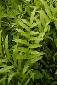 Image result for Ampelopteris