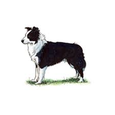 Pedigree tri coloured and black and tan border collie puppies. Border Collie Breeds A To Z The Kennel Club