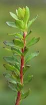 Image result for Laurembergia repens