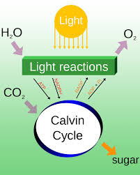 The thylakoid membrane contains some integral membrane protein complexes that catalyze the light reactions. What Are The Products Of Photosynthesis