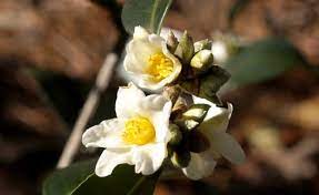 Camellia Kissi American Camellia Society Winter Skin Care Skin Collagen Camellia
