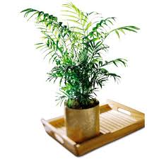 In 1926, salt lake city leased the building to the service star legion and prominent salt lake architects. Sympathy Plant Ideas Sympathy Plants Meaning