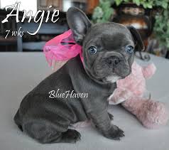 Professional registered breeders that focus on health, temperament and confirmation. Blue Brindle Bluehaven French Bulldogsbluehaven French Bulldogs
