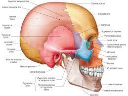 Axial Skeleton Skull