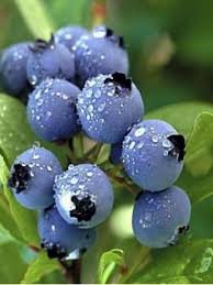 Myrtille d'Amérique 'Jersey' - Vaccinium corymbosum - Le Jardin du Pic Vert