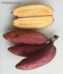 Image result for Musa acuminata