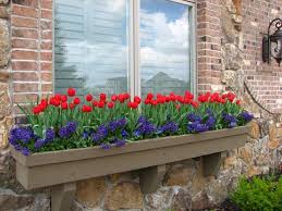 Small, elegant, and graceful, crocus plants will carpet your home garden in lovely shades of blues and purples. 15 Gorgeous Flowering Window Box Ideas For Spring