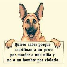 Por Que La Respuesta Es Facil Los Humanos Somos De Los Animales Mas Tontos Ni Siquiera Merecemos Llamarnos Humanos Si P Perros Animales Frases Perros Frases