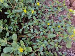 The objective of this study was to evaluate the performance of different herbicides (pre: Vegetable Ipm Updates Archive Acis