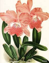 Orchids Jean Jules Linden Double Sided Print Etsy Desenho Botanico Ilustracao Botanica Flores Em Aquarela