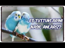Yeni Aldiginiz Kuslarin Es Tuttugunu Nasil Anlariz Iste Ipuclari Youtube