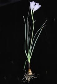 Image result for Crinum rautanenianum