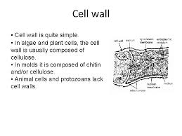 Plant cells lack cell wall. Structure And Organization Of Eukaryotic Cell Plasma Membrane