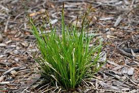 Image result for Carex sp.no.1