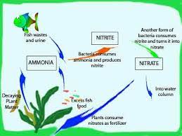 Cycling The Aquarium An Essential Part Of Starting A Fish Tank Fish Tank Best Aquarium Filter Tropical Fish Aquarium