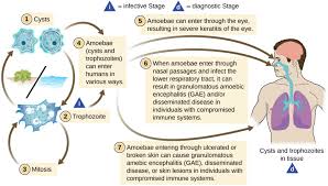 Protozoan And Helminthic Infections Of The Skin And Eyes