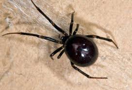 Sometimes the skin at the center of the bite turns dark blue or purple, and then forms an open sore (ulcer) that gets. Spider Bites How Dangerous Are They