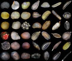Maybe you would like to learn more about one of these? Seed Wikipedia