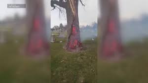 But there are no people. Mike Bush On Twitter In South Stl Is This Tree The Portal To The Upside Down Dimension Strangerthings Ksdknews At 10
