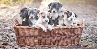 Check out our huge female dog names list! We Found The Perfect Girl Dog Names For 2021