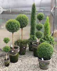 Detroit Garden Works Detroitgarden Instagram Photos And Videos Garden Works Topiary Myrtle
