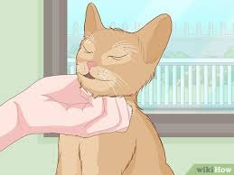 Kedi Nasil Sevilir 15 Adim Resimlerle Wikihow