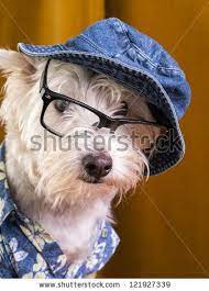 Funny Dog Wearing Hat Wearing Glasses Stock Photo 121927339 Shutterstock Dog Wear Hats Funny Dogs