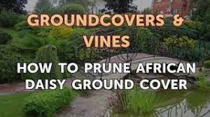 They flourish in the sun and are easy to care for, making them the perfect flower for a cheerful summer garden. How To Prune African Daisy Ground Cover Youtube