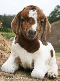 According To Goat World A Baby Goat Is Called A Kid A Kid Is Considered Any Baby Goat Under 6 Months Of Age In 2020 Baby Goat Pictures Cute Goats Cute Animals