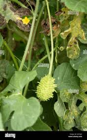 Image result for Cucumis engleri
