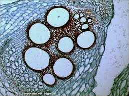 This slide was scanned using a 40x 080na objective. Microscopic Pumpkin Stem Microscopic Photography Microscope Art Organic Art