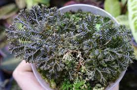 Image result for Selaginella congoensis