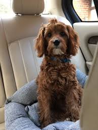 Black And Tan Full Grown Cavapoo Puppies Our Cavapoo Now 10 Months Old She Is So Cute Cavapoo Cavapoo Puppies Cavapoo Dogs