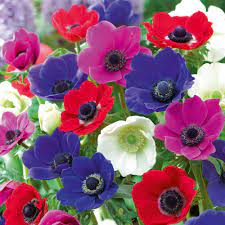 Anemone Passion For Detail Bulb Flowers Spring Plants Anemone Flower
