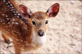نتيجة بحث الصور عن غزال الريم Animals Kangaroo