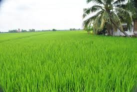Gambar gambar pemandangan sawah padi ini diperoleh dari kredit berikut : Pipoc Scadia Twitterissa Suasana Damai Kehijauan Sawah Padi Di Waktu Senja Membuatkan Sayu Hatiku Rindukan Ayahanda Di Kampung Http T Co O3ojqvsolz