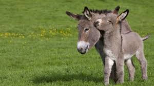 Il Y Aurait De La Tendresse Ane Animaux Regne Animal