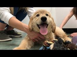 Find akc golden retriever puppies available for sale from experienced breeder, hunnington farms, in covington la. Adopting A New Golden Retriever Puppy Youtube