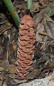 Image result for Encephalartos umbeluziensis