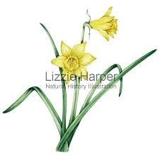 Wild Daffodil Daffodils Scientific Illustration Kids Watercolor