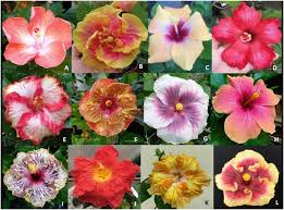 Image result for Hibiscus tridactylites