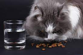 Seguire una alimentazione sana per il vostro gatto è diventato molto importante. Alimentazione Di Un Gatto Di 2 Mesi Qual E Il Mio Gatto E Leggenda