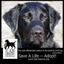 Created in march of 2013 in order to find loving homes for abandoned puppies hound dogs travel far and fast. Omg Looks Exactly Like Our Rescue Walker Silly Animals Labrador Retriever Rescue Dog Rules