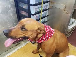 Maybe you would like to learn more about one of these? The Barking Lot Mobile Pet Grooming Care Com Universal City Tx