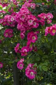 Wide (5.5 cm), held in huge clusters. 14 Rose American Pillar Ideen Garten Rosen Kletterrosen