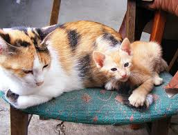 Maybe you would like to learn more about one of these? Berapa Lama Kucing Hamil Dan Apa Ciri Ciri Kucing Akan Melahirkan Semua Halaman Kids
